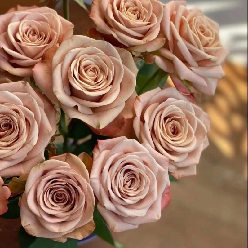 【包邮】卡布奇诺玫瑰鲜花基地直发