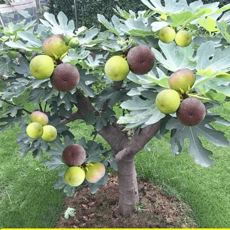 无花果树果苗四季种植大波姬红无花果苗南方北方盆栽地栽当年结果