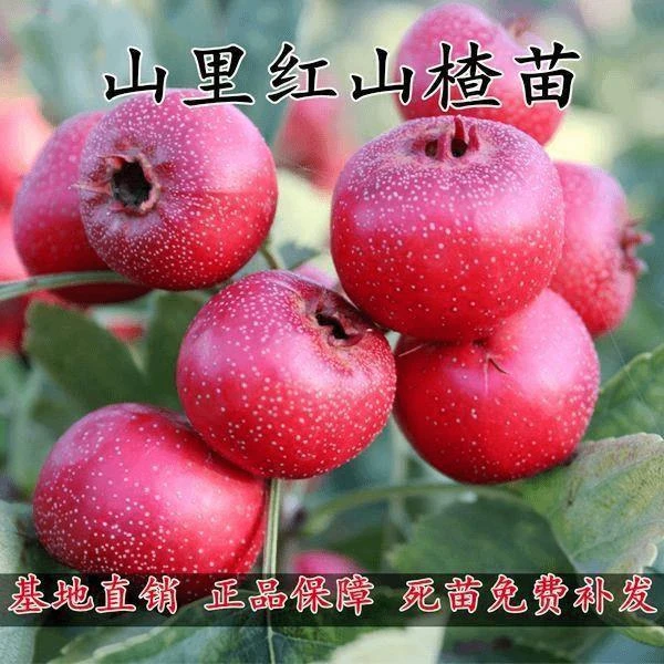山里红山楂树苗嫁接特大山楂苗南北方种植当年结果盆栽地栽果树苗