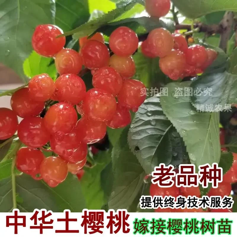 嫁接樱桃中国土樱桃苗黄美小樱桃树苗蜜甜老品种盆栽地栽当年结果