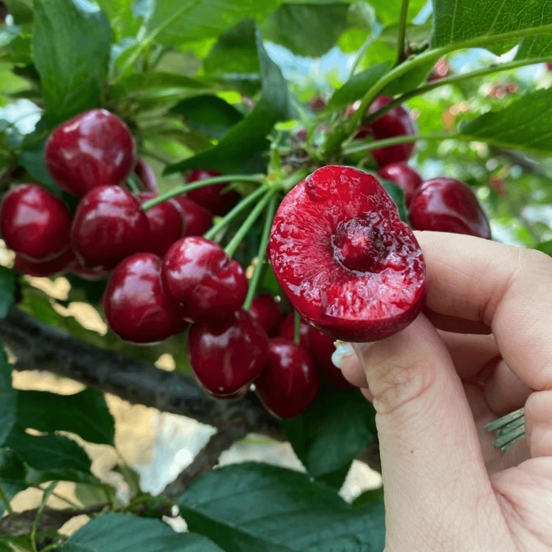 正宗车厘子树苗大樱桃树苖果树果苗嫁接矮化盆栽水果树南方北种植