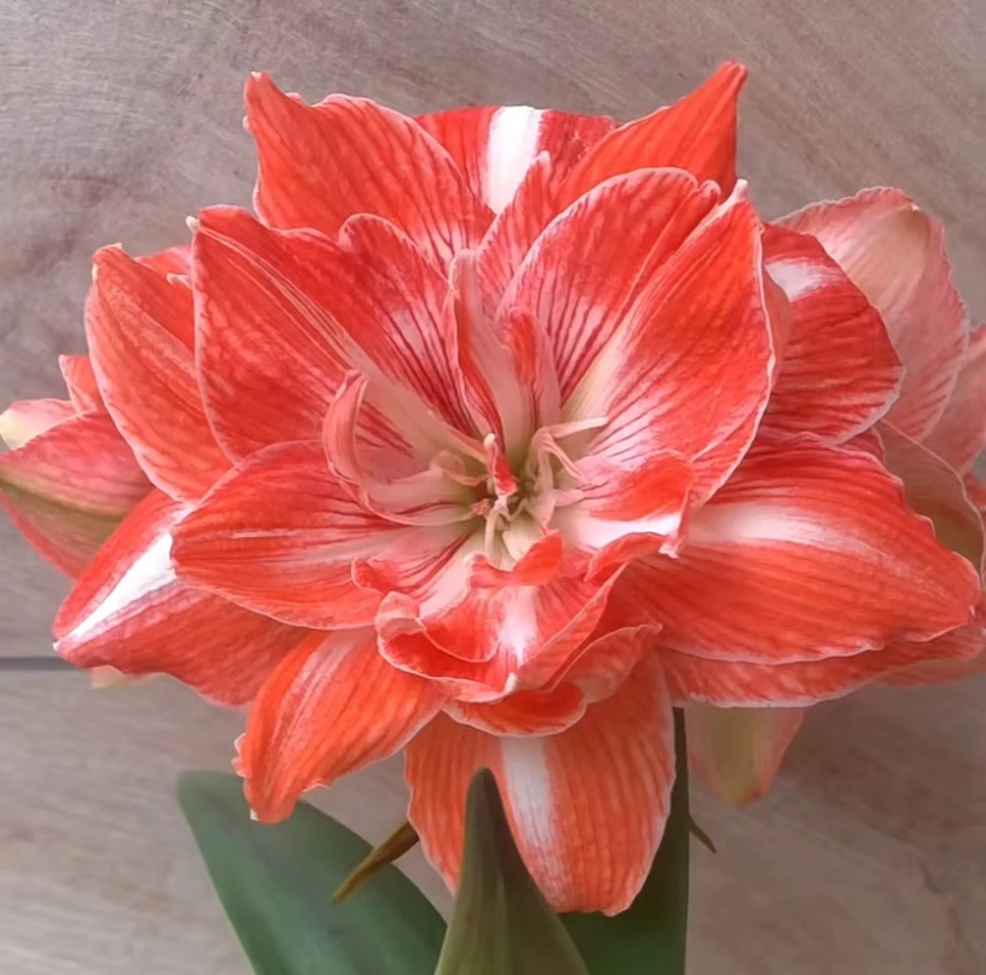 【阳光少女~进口球】~青州品韵朱顶红荷兰重瓣大花朱顶红