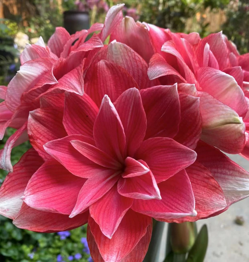 【双梦～自然球】~青州品韵朱顶红种球玫粉重瓣