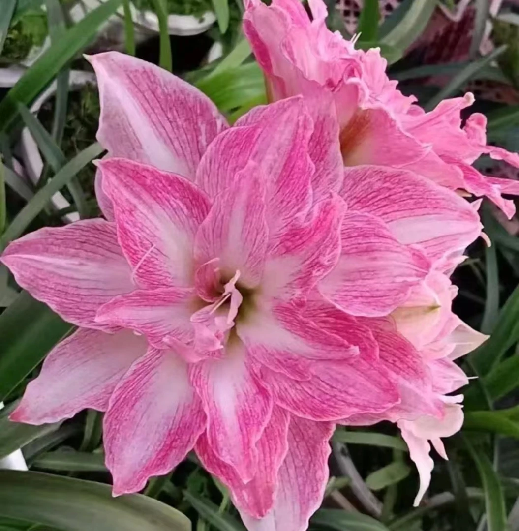 【闪亮～澳朱】~青州品韵朱顶重瓣基地自然球