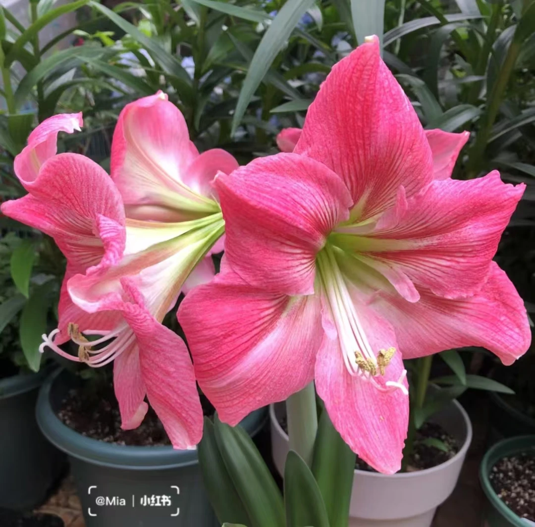 【棉花糖】~青州品韵南非进口朱顶红种球