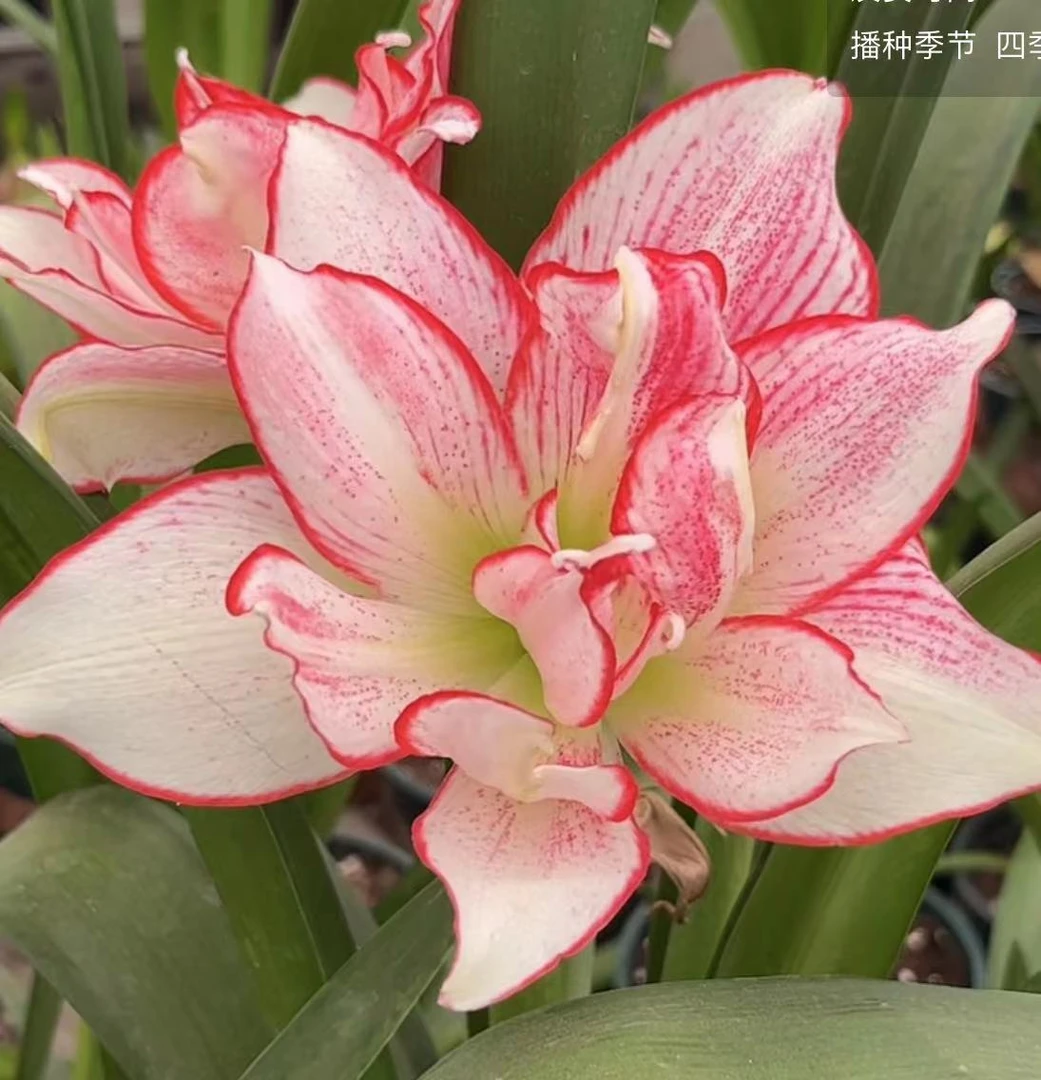 【安瑞雅～澳朱】~青州品韵朱顶红澳朱自然球基地组培球