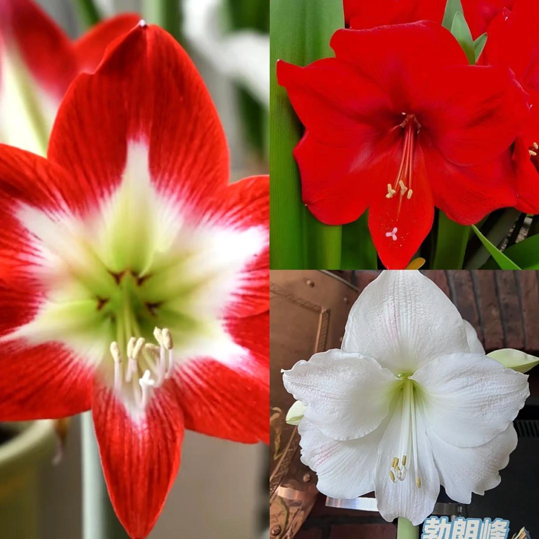 【瑕疵朱顶红种球】~青州品韵（看好下单 出售不换不调 新手慎拍）