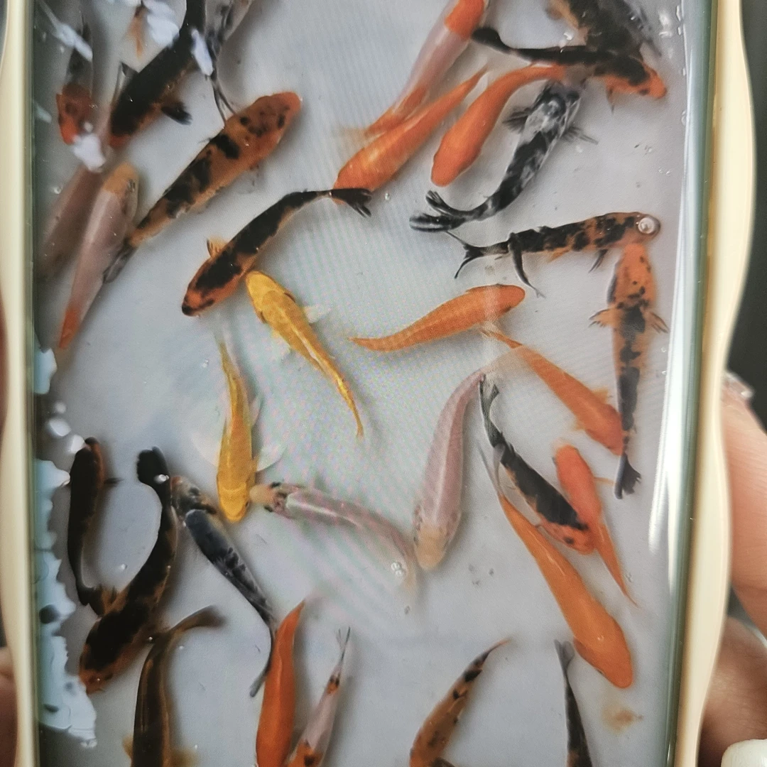 8-10cm随机锦鲤3条送1条备损