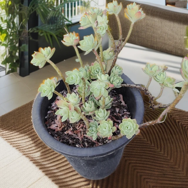 梓梓花卉簿化妆多肉植物
