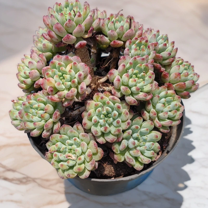 梓梓花卉蓝苹果老桩多肉植物整桩整群无砍