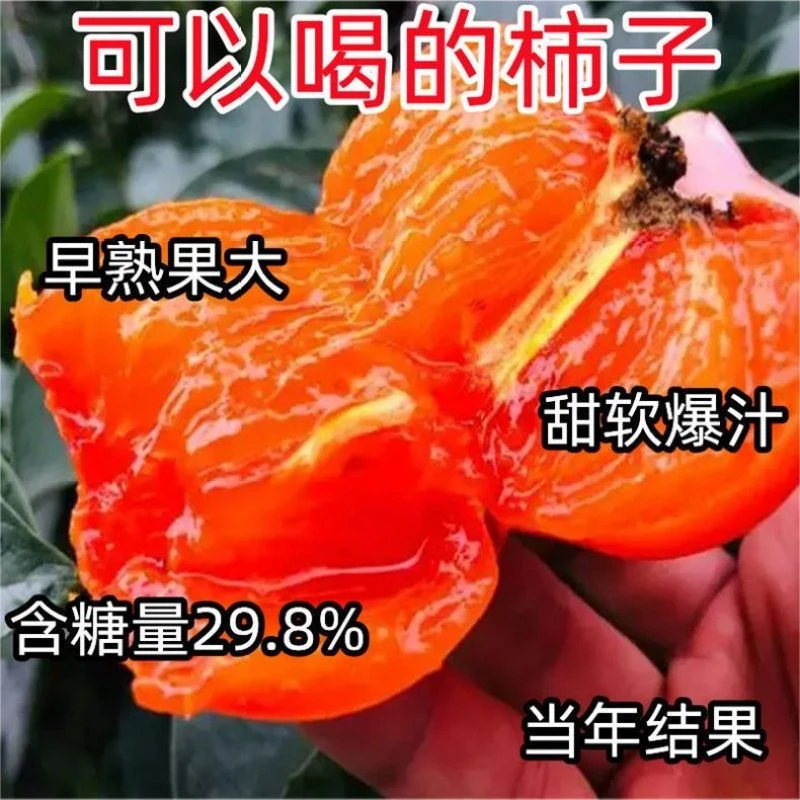 嫁接月神柿子树苗软柿子新品种特大耐旱耐寒盆栽地栽南北种植结果