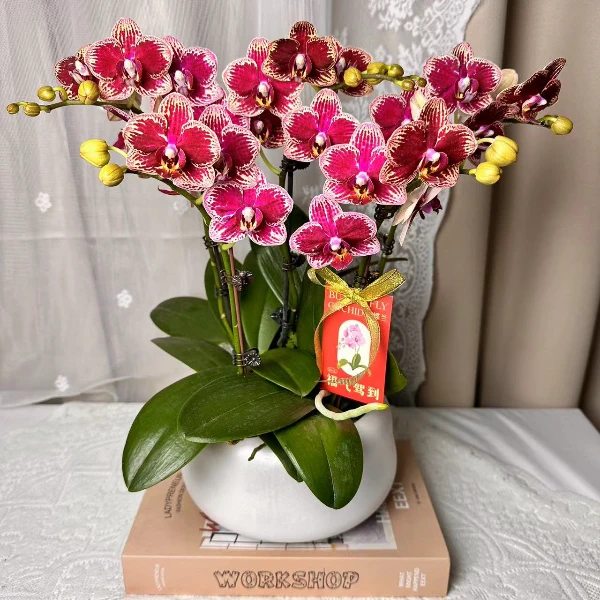 蝴蝶兰【可乐】 双花剑 稀有品种 花色鲜艳 广州基地直发