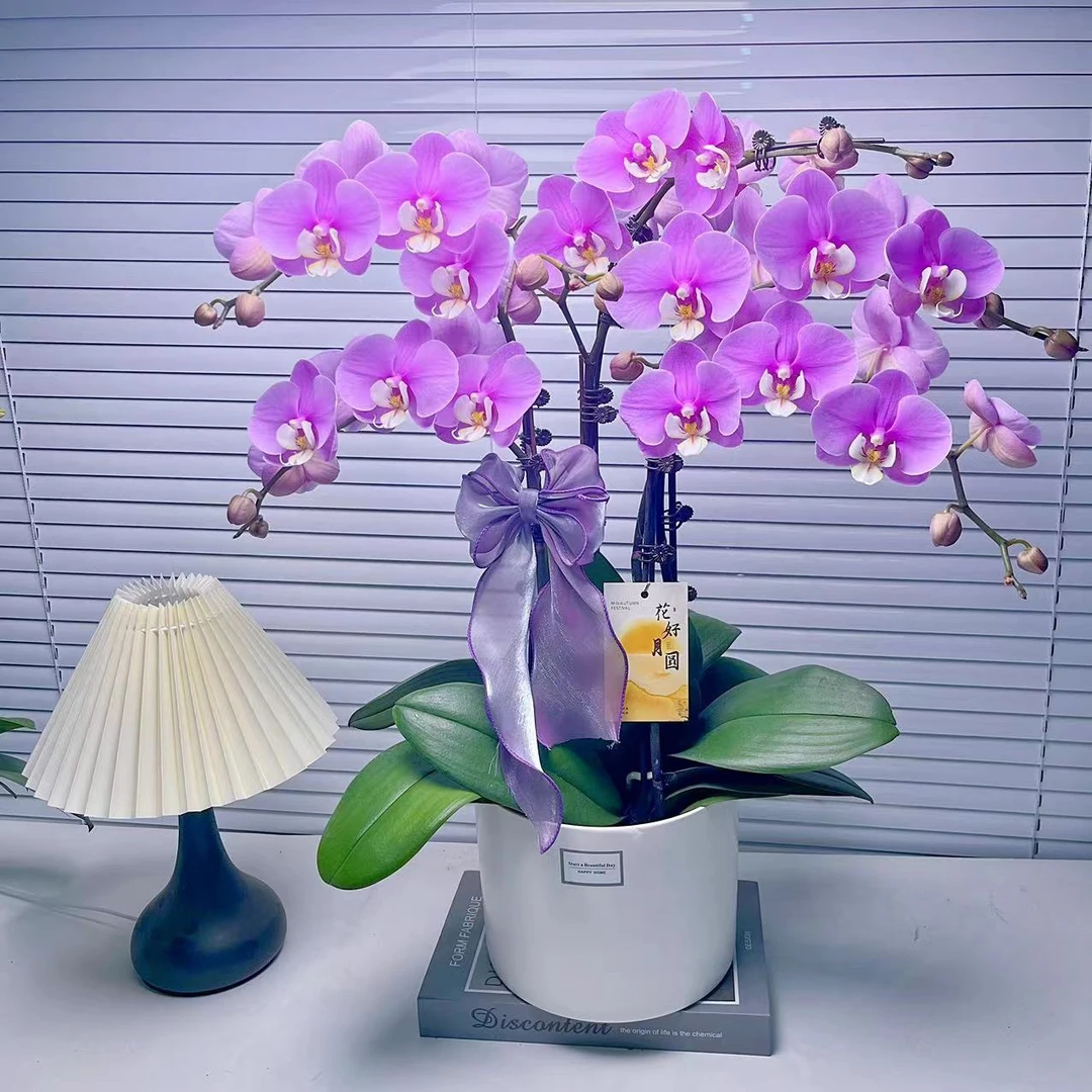 蝴蝶兰【安娜】6花剑 大花型  花色鲜艳 广州基地直发
