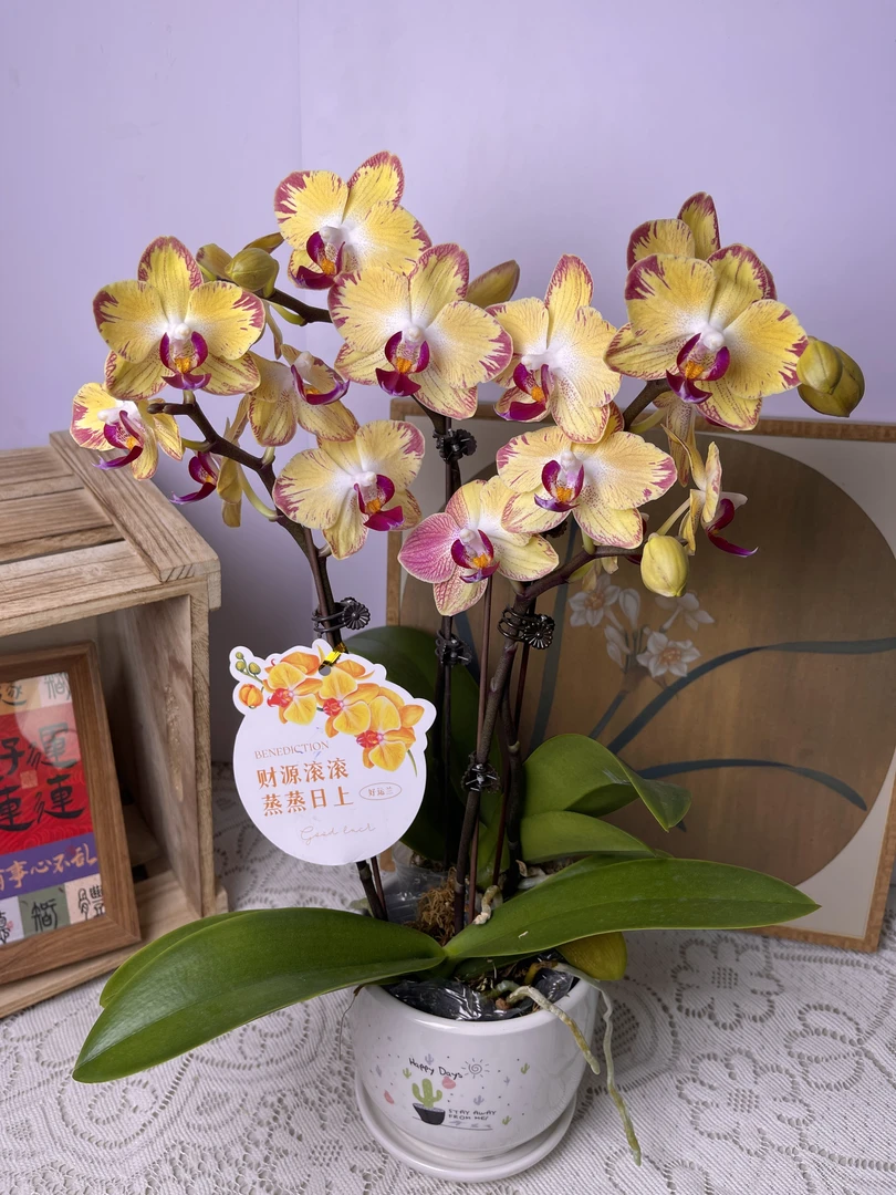 蝴蝶兰【爸爸加油】欧品 花色鲜艳 优质苗情  广州基地直发