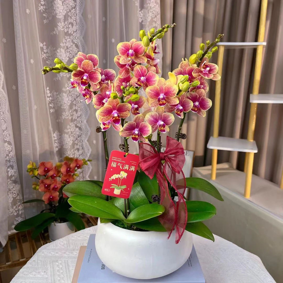 【金蝶】双花剑 聚宝盆 精品蝴蝶兰 花色鲜艳 优质苗情