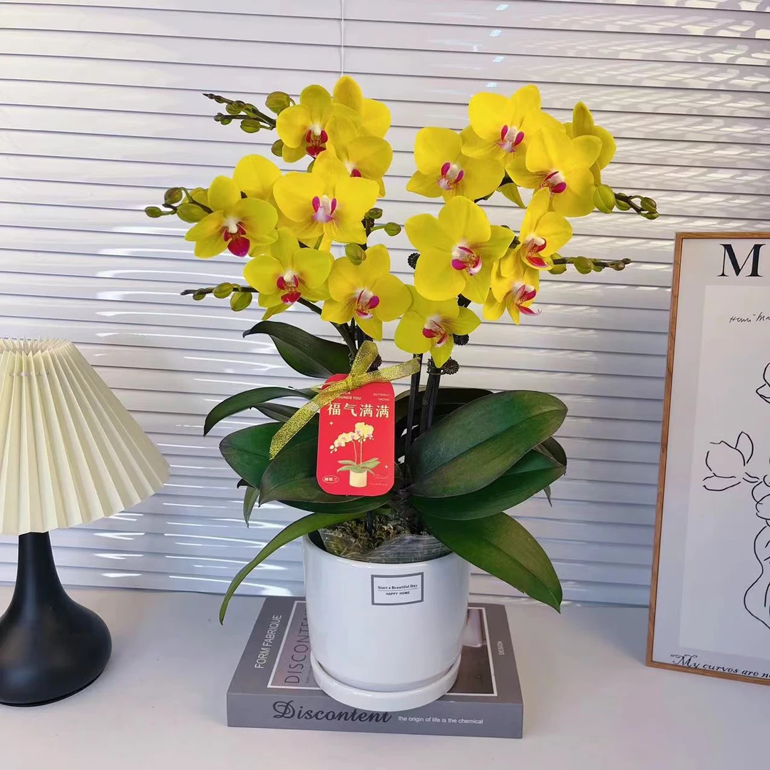 蝴蝶兰【皇贵妃】单花剑 蜡质花 室内绿植 广州基地直发