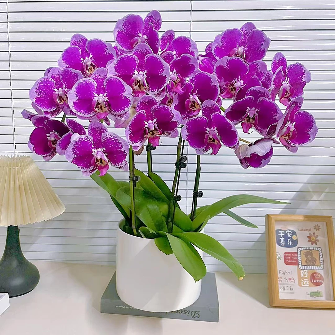 【大财主】大花型 花色鲜艳 优质苗情 广州直发