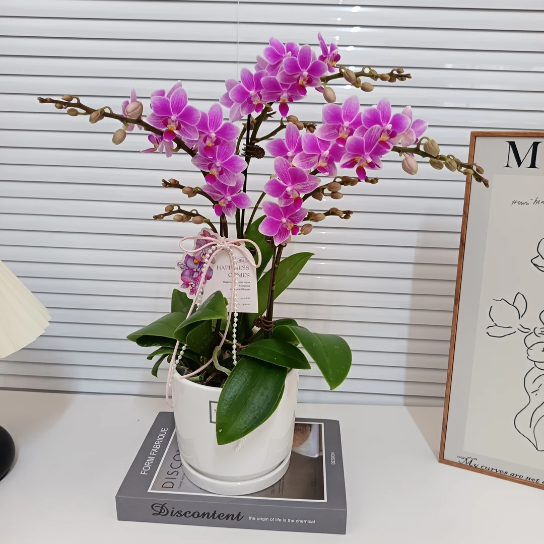 【香格里拉】清新香型 小众品种 稀缺色系  广州基地直发