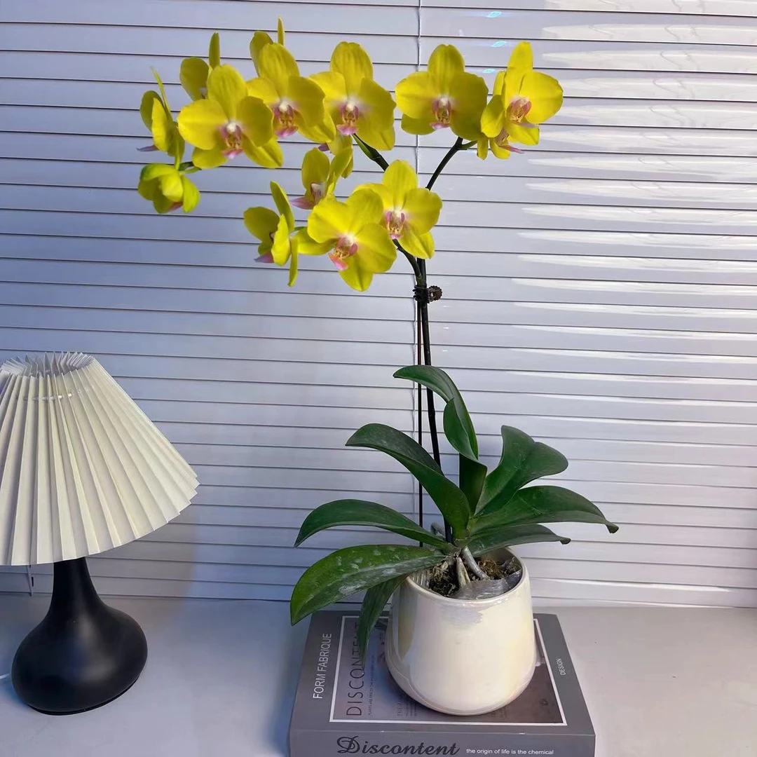 蝴蝶兰【皇冠】3.5寸大杯 4年老壮苗 欧品 花色鲜艳 广州基地直发