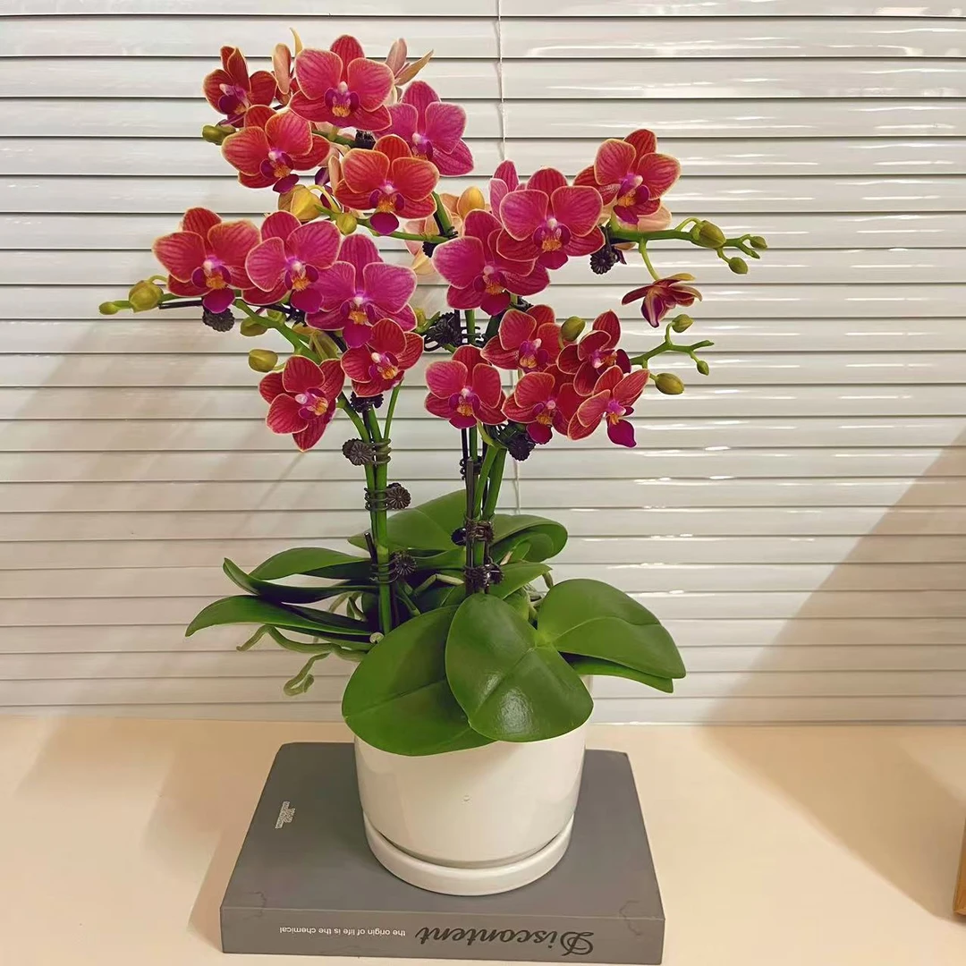 蜡质花【金边玲珑】蝴蝶兰 花色鲜艳带花带花苞 广州基地直发