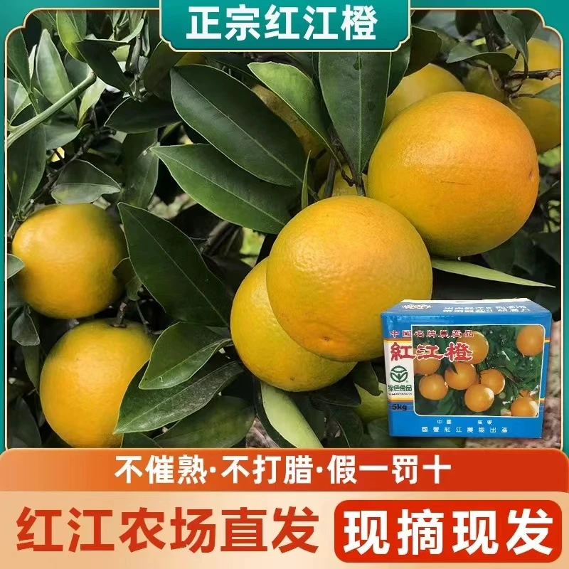 【普级】廉江红江农场正宗红江橙5kg原产地种植送礼佳品皮薄多汁