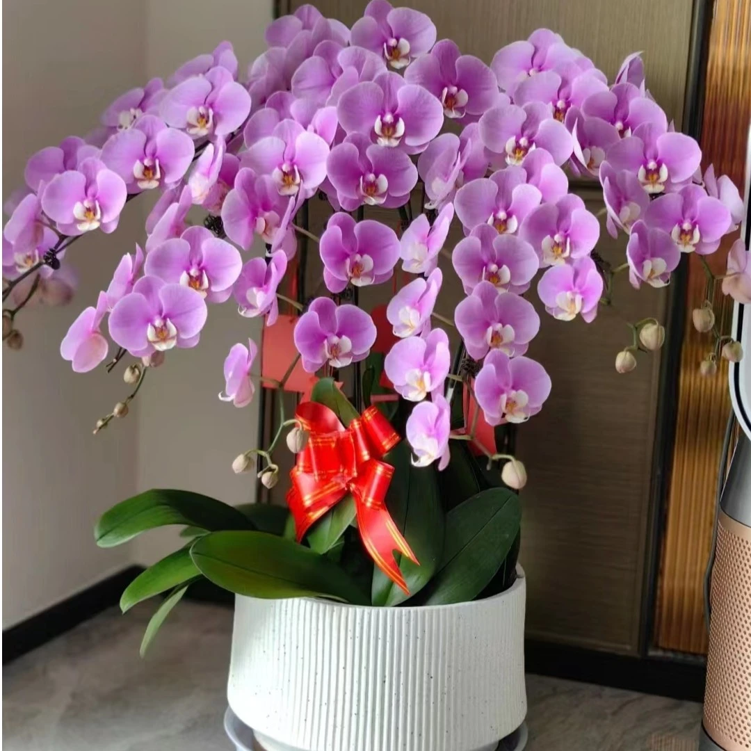 蝴蝶兰《安娜》大花型耐寒绿植叶片优质粉色净化空气美观鲜花基地