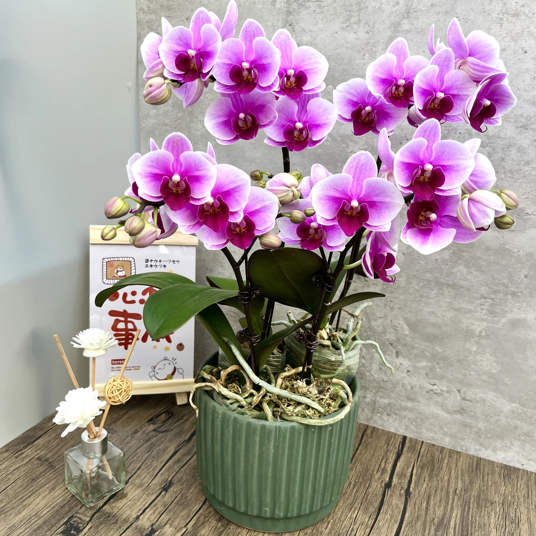 蝴蝶兰《粉红珍珠》粉红源头基地发货带花带花苞优质叶片碧绿容易