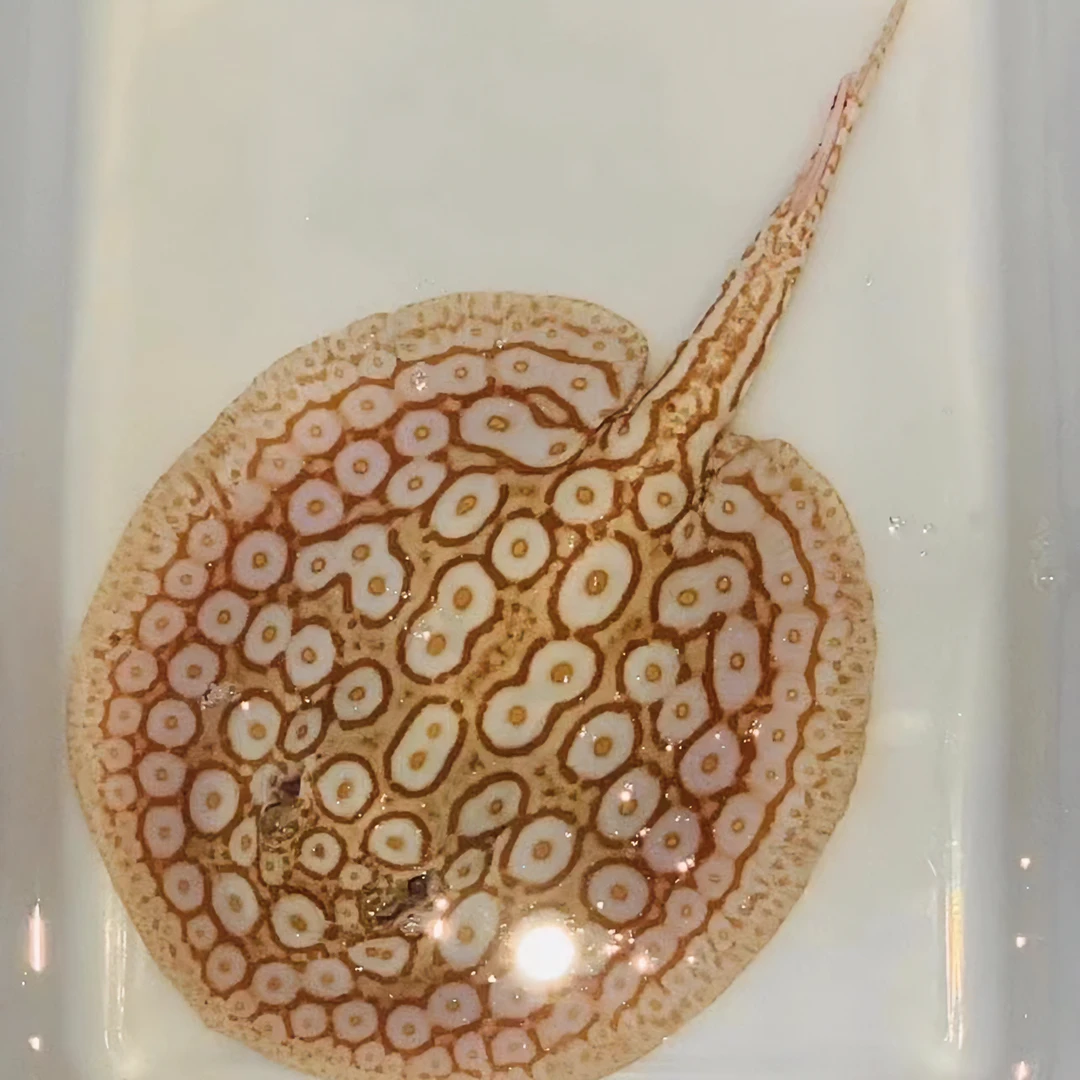 白子黑帝王魟鱼热带鱼全品繁殖活体魔鬼鱼