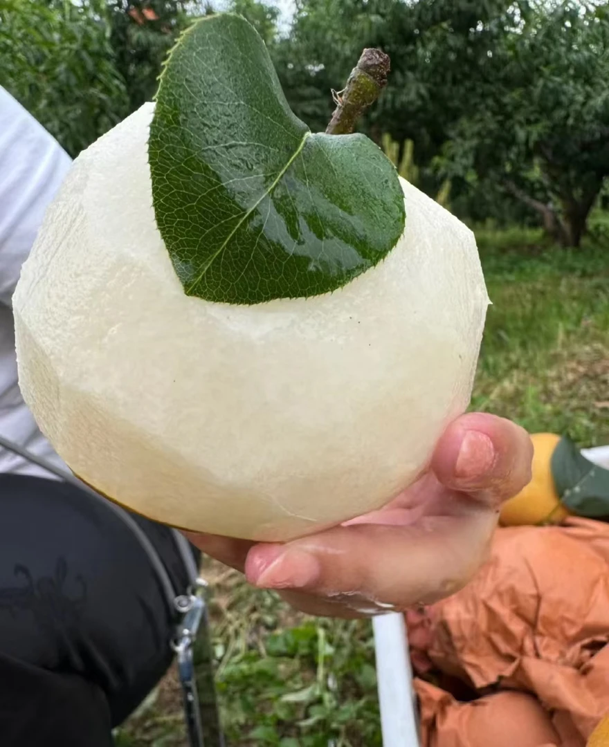 华山梨一份4.斤左右