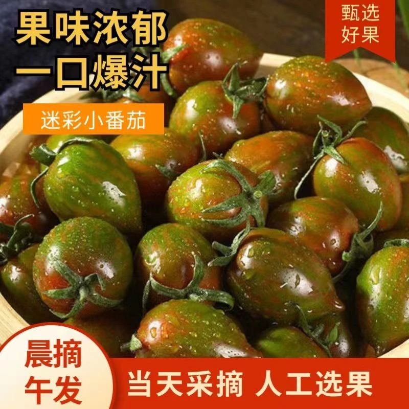 迷彩铁皮小番茄西红柿圣女果千禧新鲜水果蔬菜生吃现摘现发当季