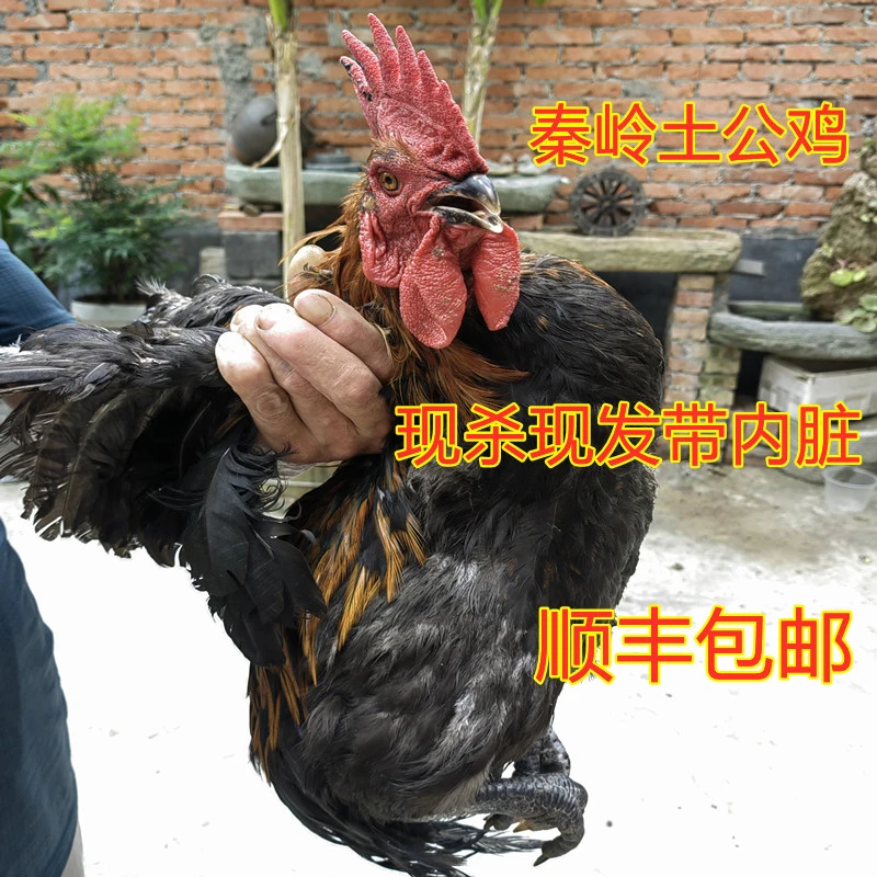 秦岭土公鸡农家散养一年笨鸡走现杀现发新鲜带内脏4-6斤
