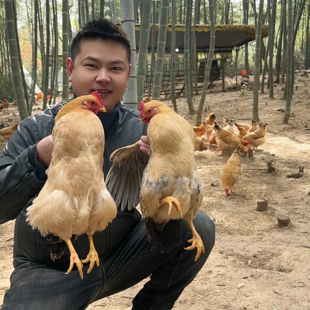 W农家散养黄油老母鸡带心珍蛋花四只单只1.8-2斤