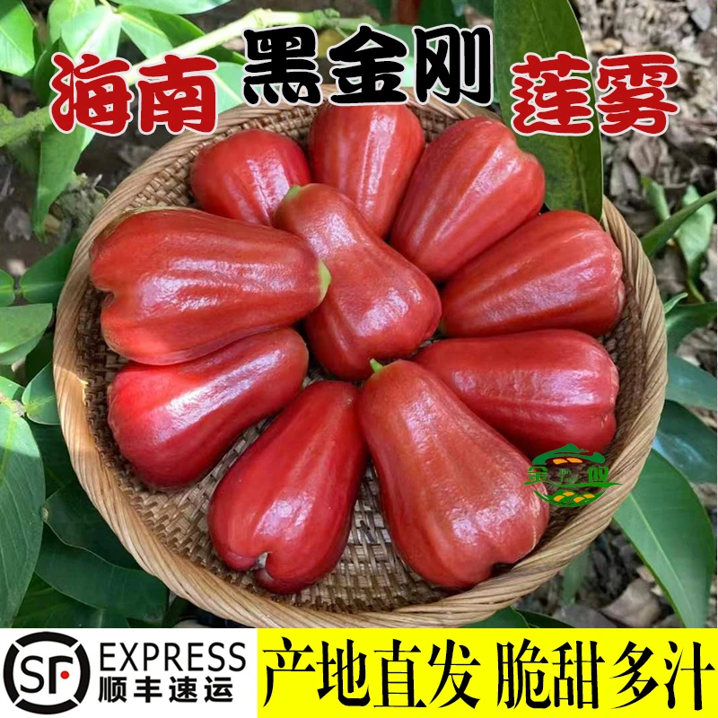 金叹现摘海南黑金刚莲雾水果当季热带孕妇水果应季莲雾3/5斤顺丰