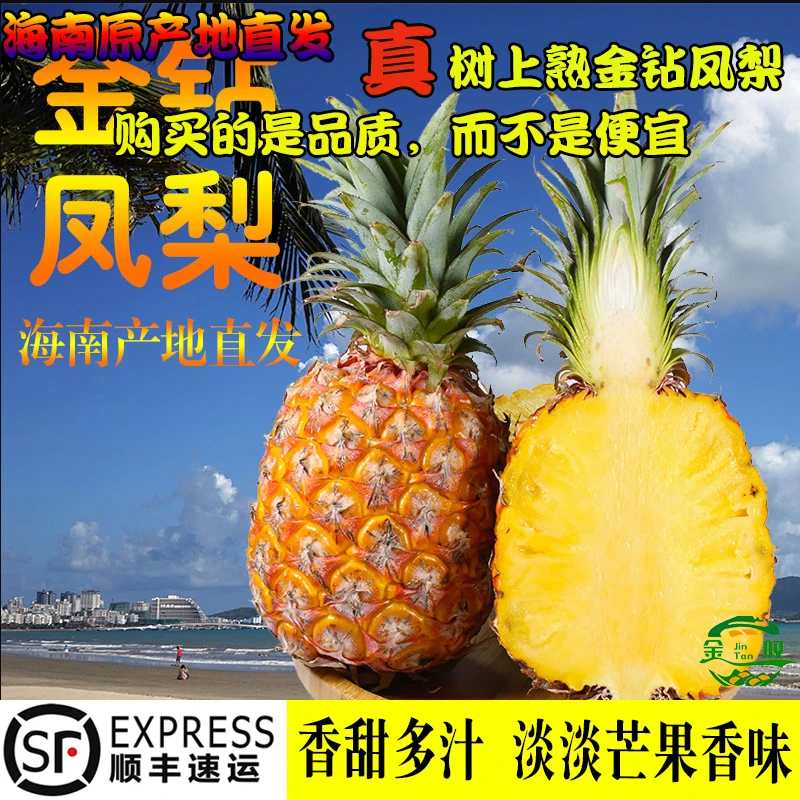 金叹甄选海南树上熟金钻凤梨新鲜采摘果香美味多汁农家直供5/9斤