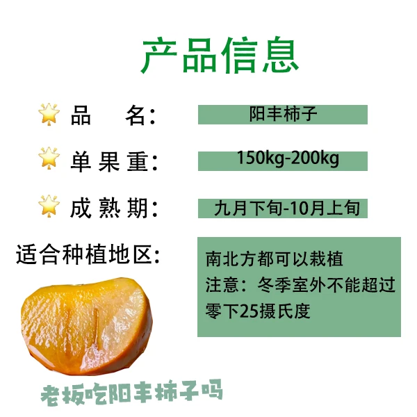 农户自营阳丰柿子榴莲树樱桃树芒果香蕉树李子树柠檬树红枣蓝莓树