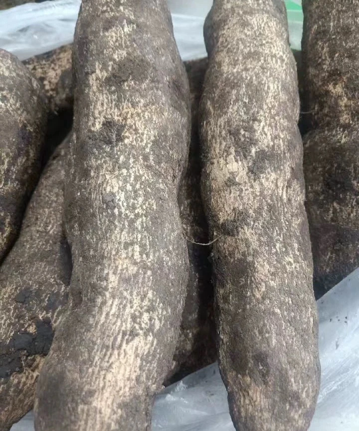 洋丝瓜根 1斤云南农家新鲜蔬菜 洋瓜根  佛手瓜根 寿瓜美味蔬菜