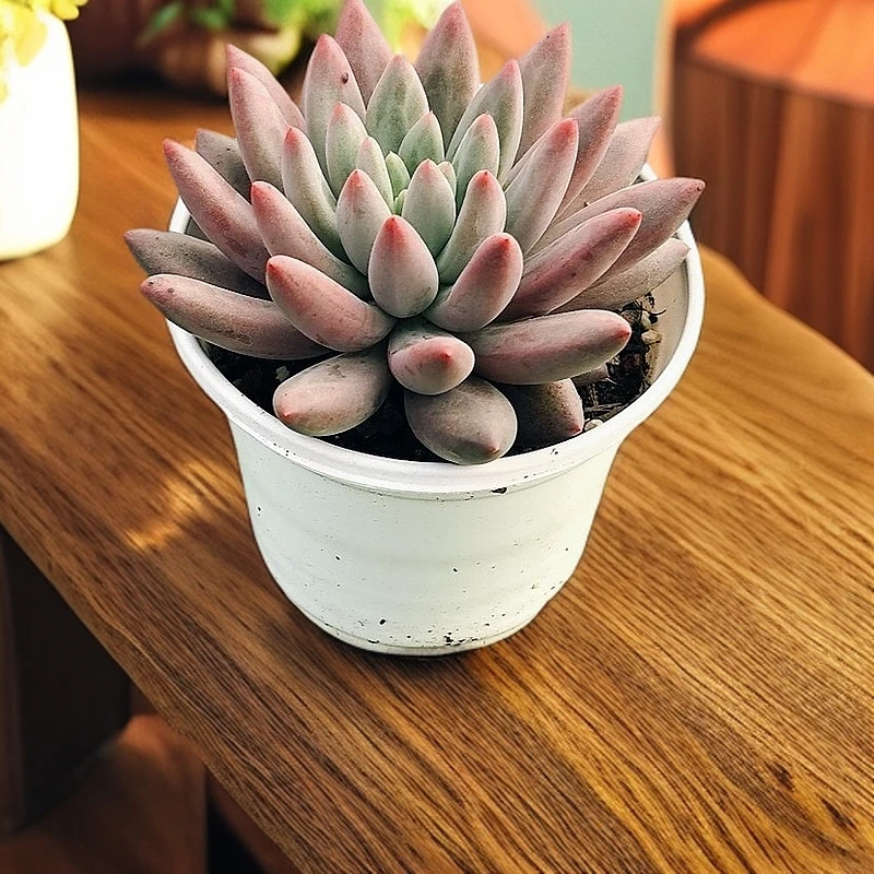 红蜻蜓 多肉植物