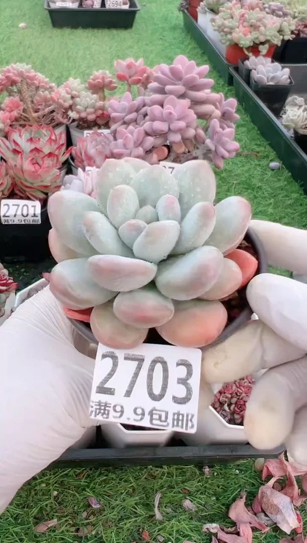 【闪购商品】信福多肉一物一拍