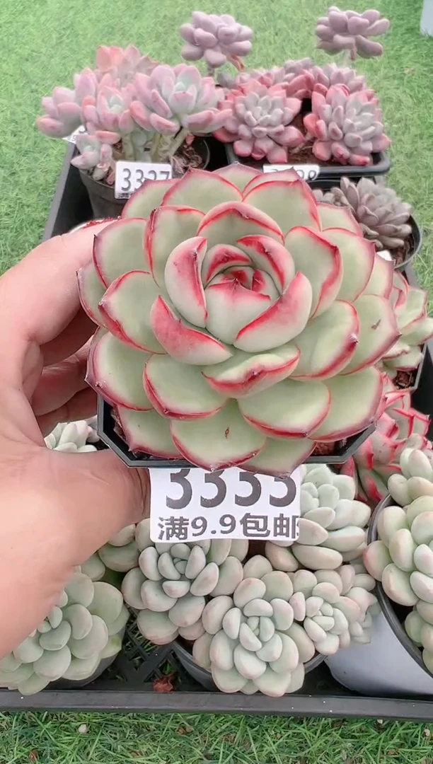 【闪购商品】信福多肉一物一拍