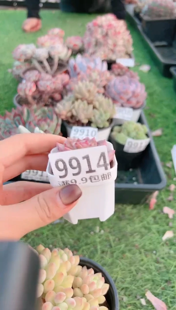 【闪购商品】信福多肉一物一拍