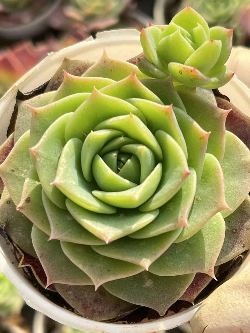 6#翡翠塔 多肉植物