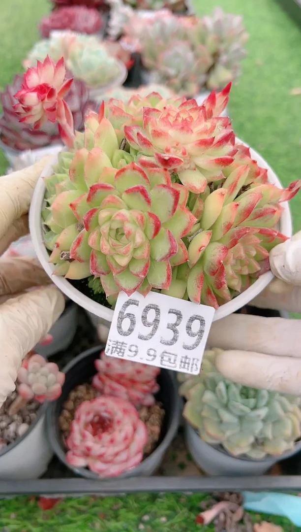 【闪购商品】信福多肉一物一拍