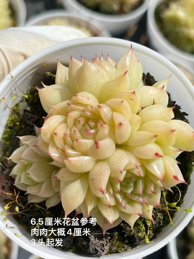 6#eko麦秆群  多肉植物