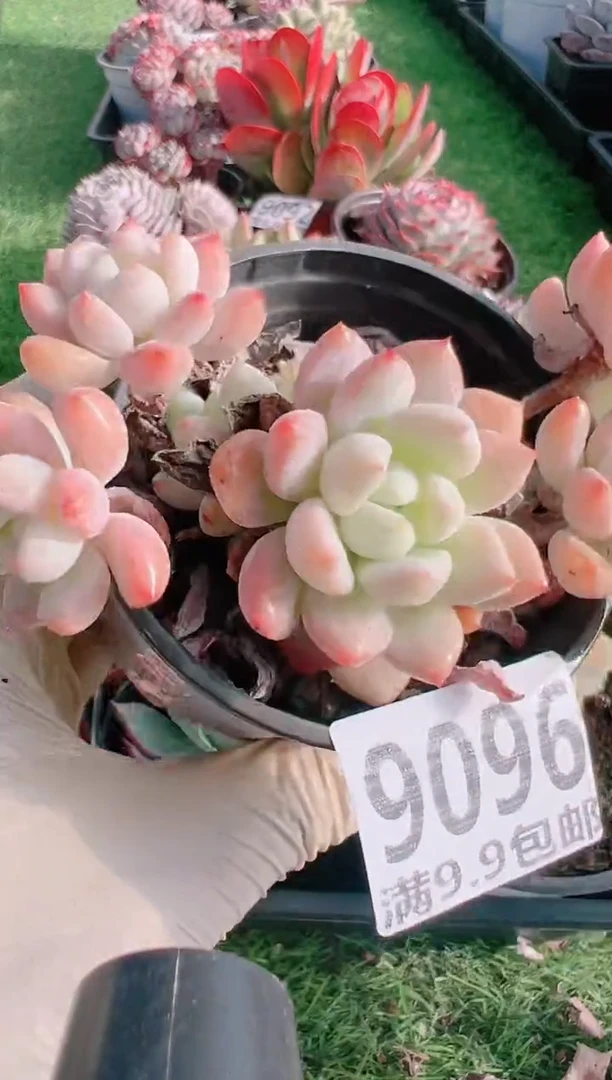 【闪购商品】信福多肉一物一拍