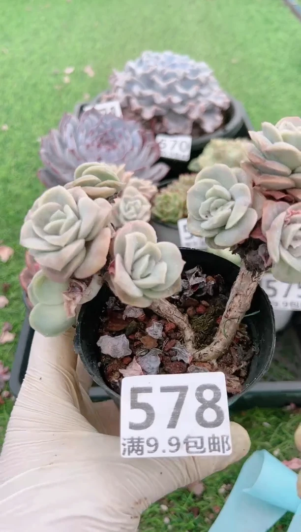 【闪购商品】信福多肉一物一拍