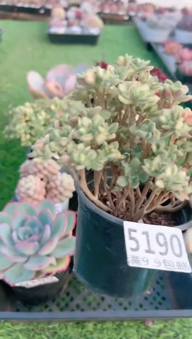 【闪购商品】信福多肉一物一拍