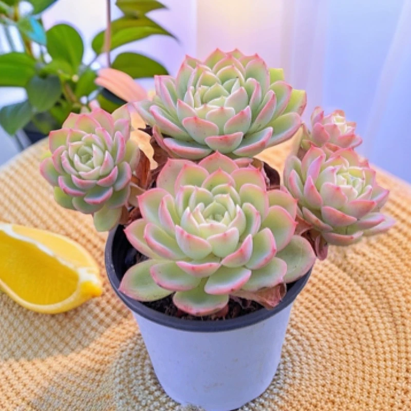 9#哈密瓜群（有砍）多肉植物