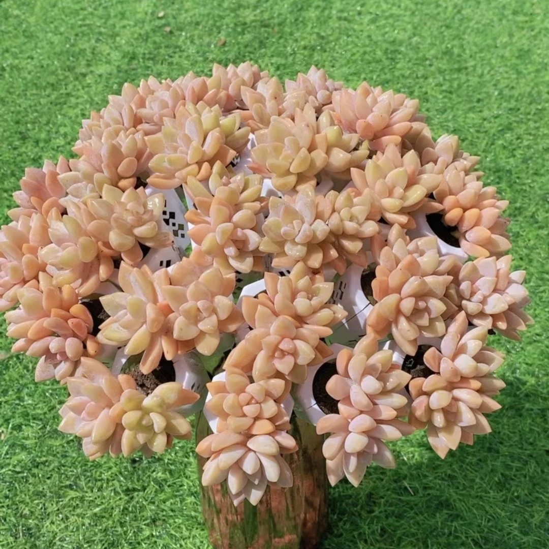 无土杏美人花束  新手室内外装饰干净卫生