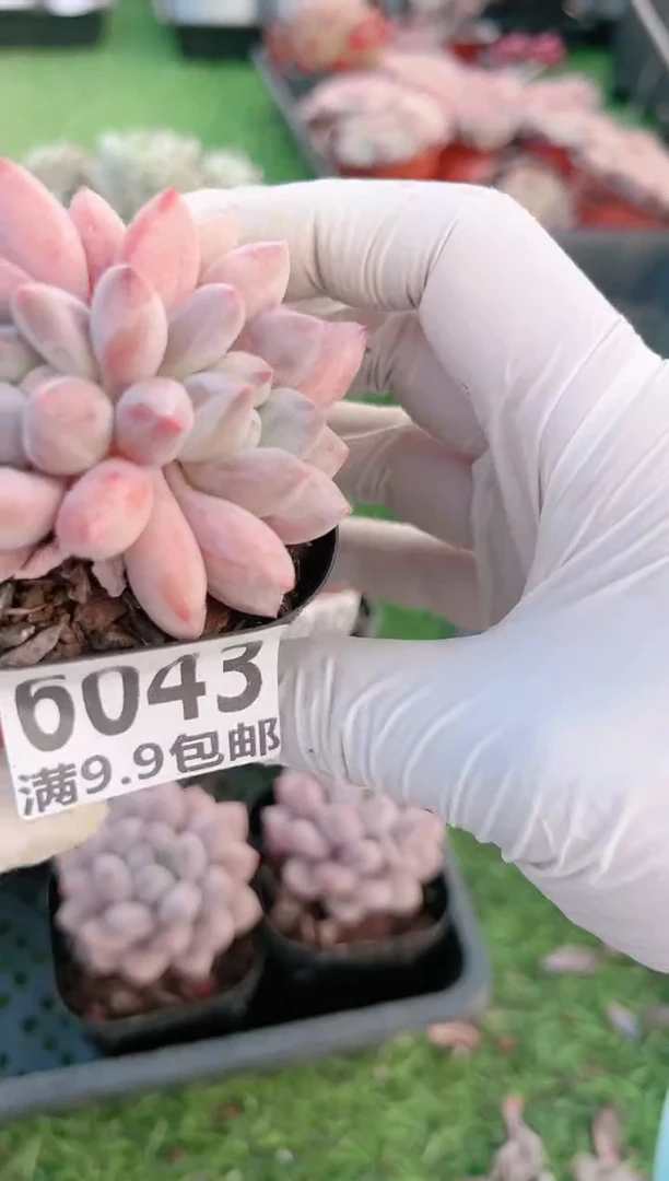 【闪购商品】信福多肉一物一拍