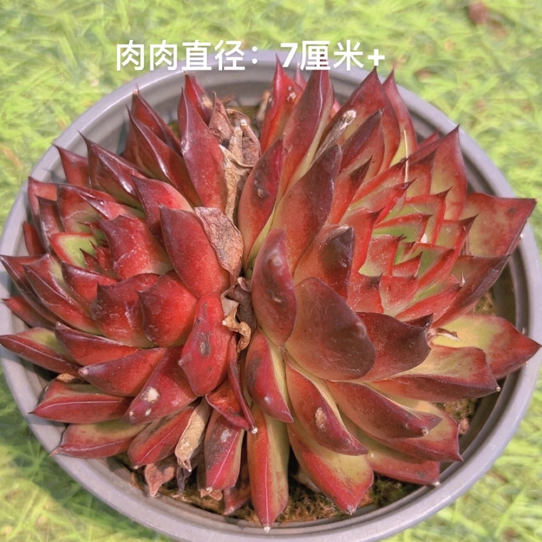 12#红樱桃双头起 多肉植物